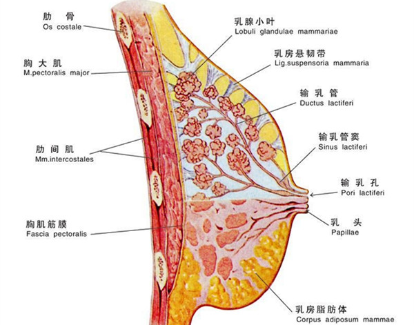 每个乳房有15～20个这样分支的乳腺叶,每一腺叶分为若干个腺小叶,每一