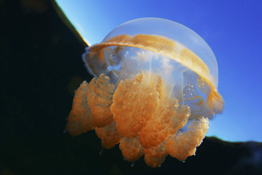 多人被海蜇蛰伤 夏季海边玩耍一定要警惕!