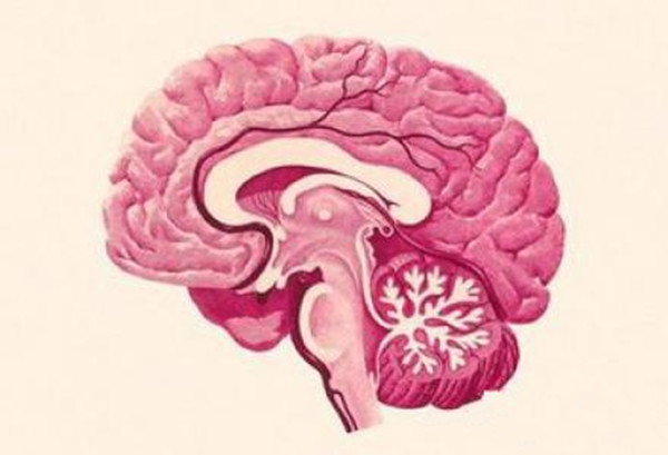脑脓肿标本图片